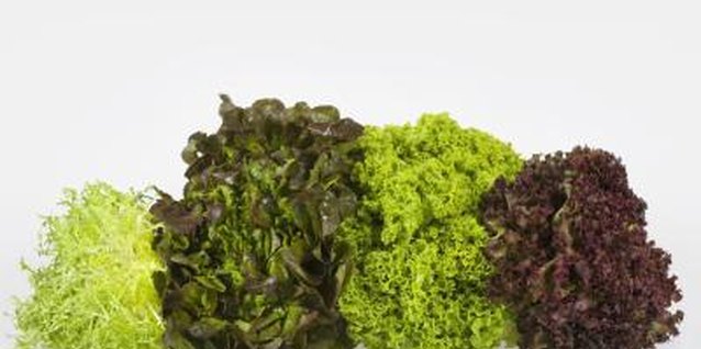 Polka Dot Images/Polka Dot/Getty Images Leaf lettuce comes in shades of green and purple.