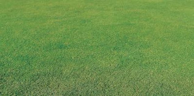 Hemera Technologies/Photos.com/Getty Images The healthiest lawns are not cut too short.
