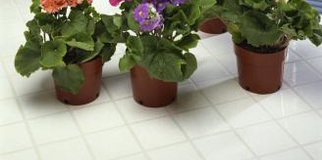 Jupiterimages/Comstock/Getty Images African violets require regular, specific care in order to grow and bloom vigorously.