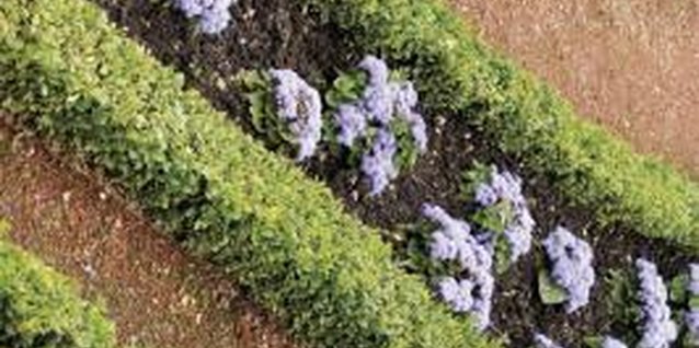 Medioimages/Photodisc/Valueline/Getty Images Boxwood is often used as an edging in formal gardens.