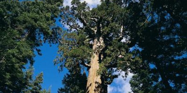 Digital Vision./Digital Vision/Getty Images The giant sequoia, while beautiful, is not very tolerant.