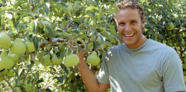IT Stock Free/Polka Dot/Getty Images Pear tree branch cuttings root easily.