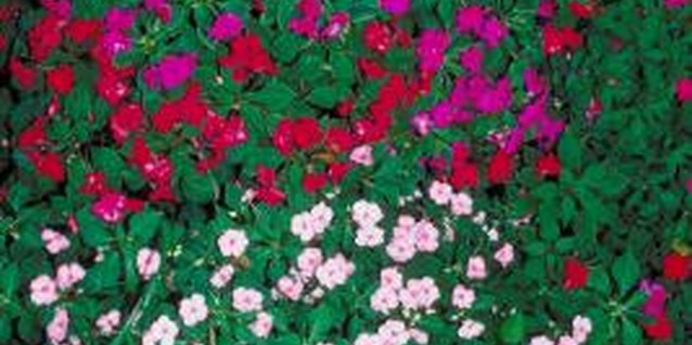 Jupiterimages/Photos.com/Getty Images Impatiens should provide a carpet of colorful flowers.