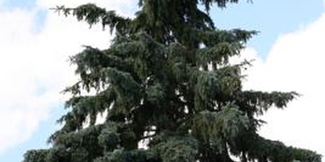 Jupiterimages/Photos.com/Getty Images Serbian spruce is elegant planted in groups or as a single specimen.