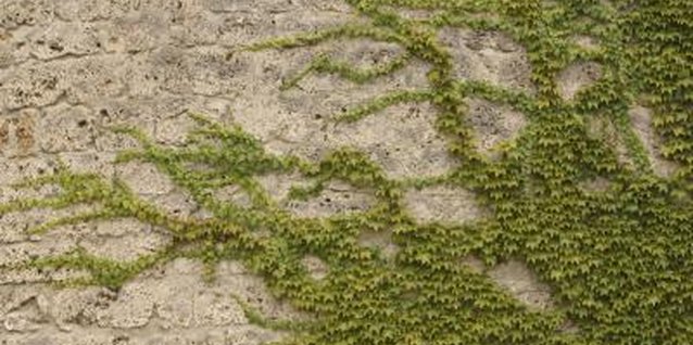 Hemera Technologies/AbleStock.com/Getty Images Brick walls provide a good support for many types of climbing ivy.