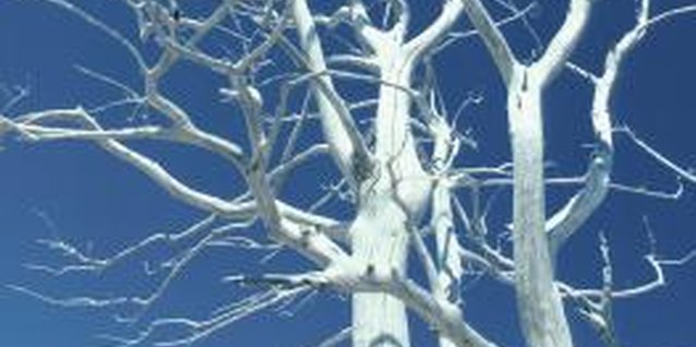 Hemera Technologies/Photos.com/Getty Images Interesting branching structure and bark colors show in deciduous sycamores.