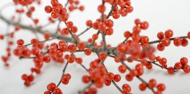 Polka Dot Images/Polka Dot/Getty Images Just like pyracantha bush, holly bushes provide ornamental interest in winter.