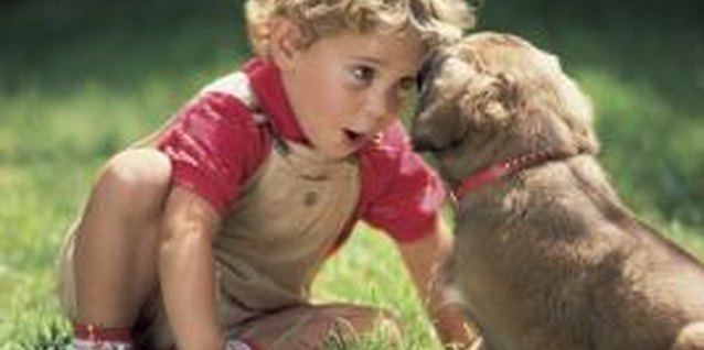 Comstock/Comstock/Getty Images Snap photos of your tot and his puppy to decorate the walls of his bedroom.