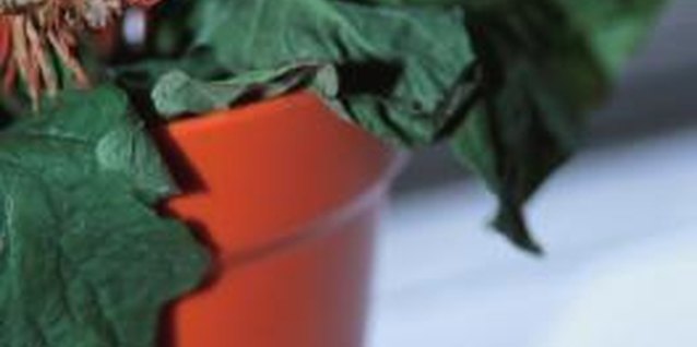 Hemera Technologies/Photos.com/Getty Images If your houseplant isn't looking so hot, check for root rot.
