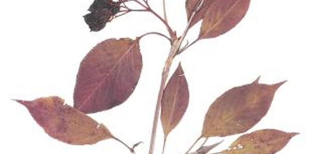 Hemera Technologies/PhotoObjects.net/Getty Images Some shrubs have burgundy new growth, while others turn maroon in fall.
