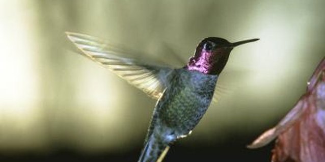 Ablestock.com/AbleStock.com/Getty Images Texas ranger attracts hummingbirds to the garden.