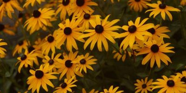 Hemera Technologies/AbleStock.com/Getty Images The best soil temperature for planting black-eyed Susan's is 70 F.