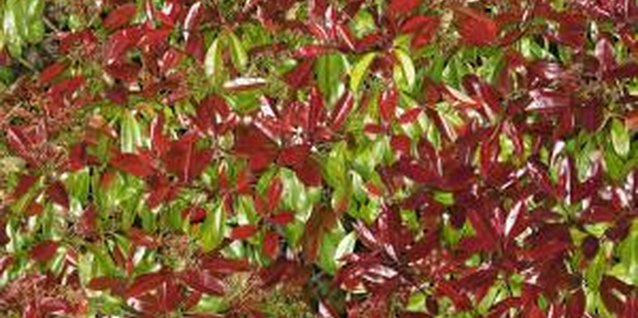 Ryan McVay/Photodisc/Getty Images Photinias are versatile plants used for hedging and windbreaks.