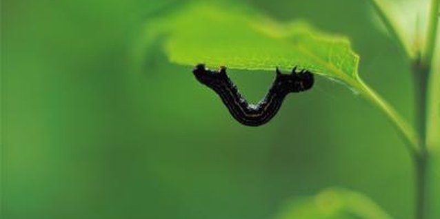Photos.com/Photos.com/Getty Images Inchworms are one of many caterpillars that can infest plants.
