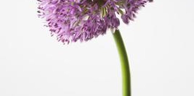 Jupiterimages/Polka Dot/Getty Images Deadheaded ornamental onion flowers add color to dried plant arrangements.