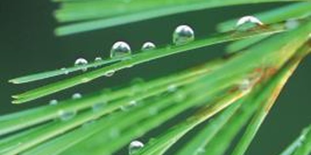Comstock/Comstock/Getty Images Keep conifers vigorous and healthy to prevent pest problems.