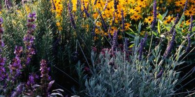 Ryan McVay/Photodisc/Getty Images Keep lavender where it belongs: in the garden.