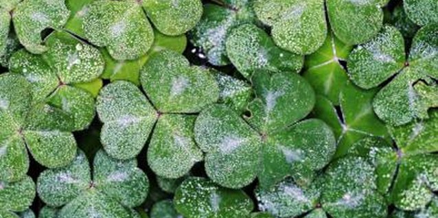Ryan McVay/Photodisc/Getty Images Shamrock plants have heart-shaped, three-leaved foliage.