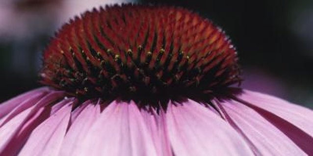 Hemera Technologies/Photos.com/Getty Images Coneflower attracts butterflies and bees to the garden.