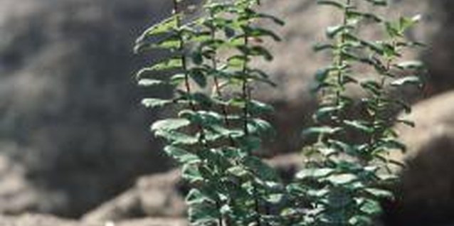 Hemera Technologies/Photos.com/Getty Images Bully weeds in rock beds with vinegar.
