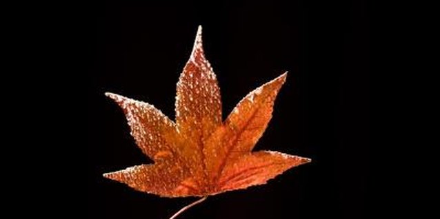 Jupiterimages/Goodshoot/Getty Images Many Japanese maples keep their showy color through the summer.