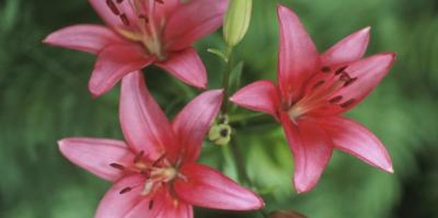 Hemera Technologies/AbleStock.com/Getty Images The lily leaf beetle destroys foliage and buds on true lilies, but do not harm day lilies (Hemerocallis).