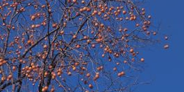 Hemera Technologies/Photos.com/Getty Images Persimmon trees grow to a height of 10 to 60 feet, depending on the species.