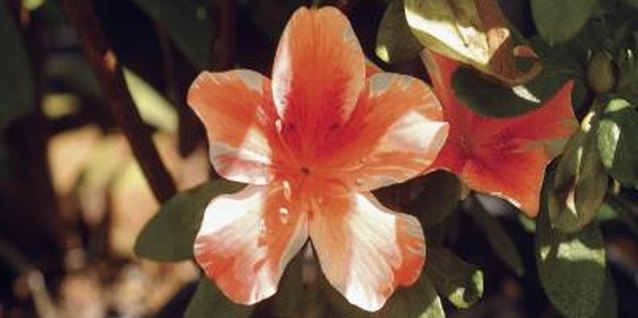 Medioimages/Photodisc/Photodisc/Getty Images Azaleas are shade-loving plants.
