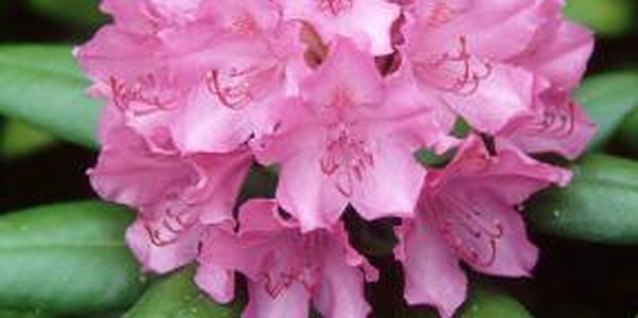 wasps exterminate rhododendrons kill