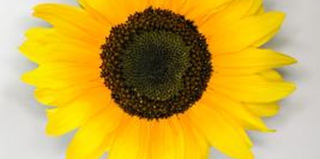 Thinkstock Images/Comstock/Getty Images Bring a little sunhine into your home with sunflower activities.