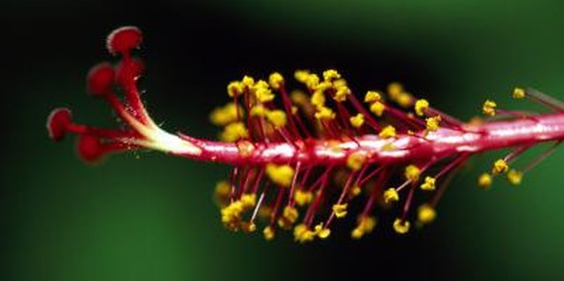 Goodshoot/Goodshoot/Getty Images Swamp hibiscus blooms bear a style, or female reproductive structure, similar to other hibiscus.