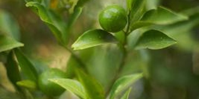 Jupiterimages/Photos.com/Getty Images Root-bound orange trees may require very frequent irrigation.