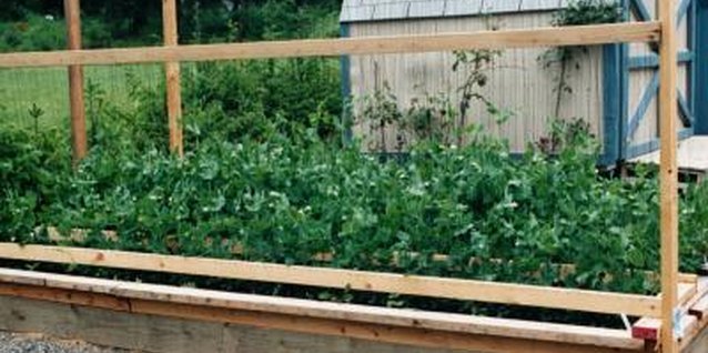 Jupiterimages/Photos.com/Getty Images Peas have been a garden staple for more than 9,000 years.