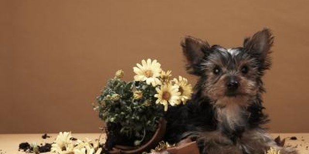 Martin Poole/Digital Vision/Getty Images If unsure about the toxicity of a plant, consult with your veterinarian before growing it.