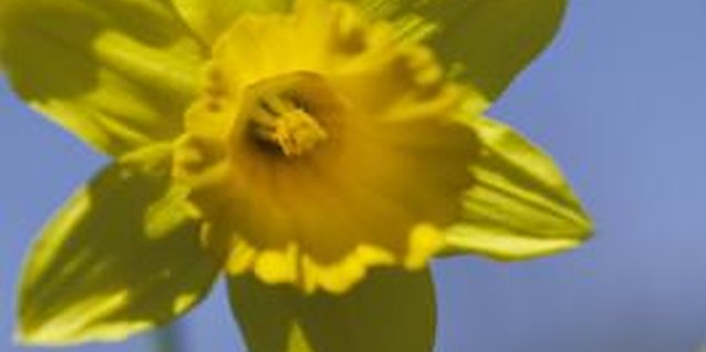 Comstock/Comstock/Getty Images Daffodil flowers grow well in sandy loam soil.