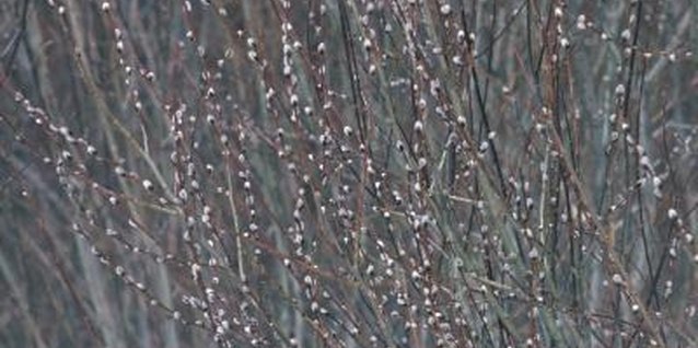 Hemera Technologies/Photos.com/Getty Images Cutting branches for late winter bouquets is a form of pruning.
