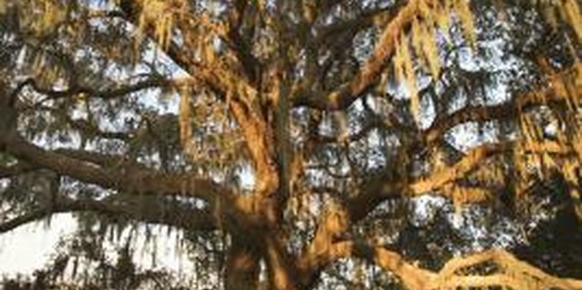 Thinkstock/Comstock/Getty Images Live oak trees thrive in full sun to partial shade.