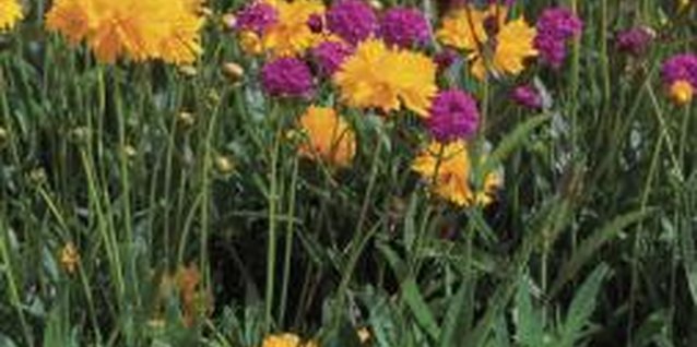 Medioimages/Photodisc/Photodisc/Getty Images Golden coreopsis plants bloom longer if old flowers are consistently removed.