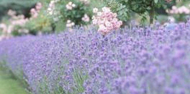 Hemera Technologies/AbleStock.com/Getty Images Lavender blossoms are edible and highly aromatic.