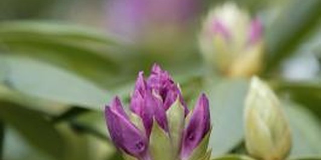 Comstock/Comstock/Getty Images "Purple Gem" rhododendrons produce ample flowers on short plants.