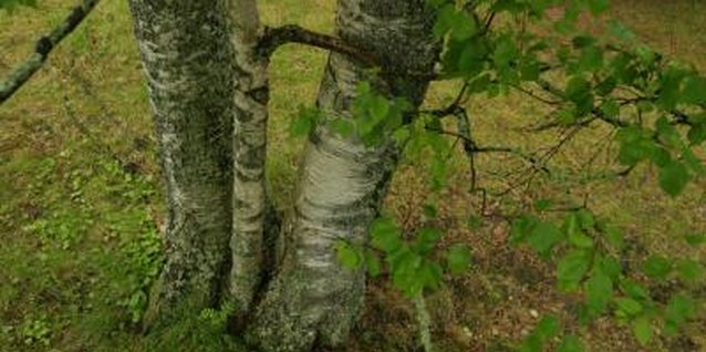 Jupiterimages/Photos.com/Getty Images A variety of tree leaves increase the acid level in soil when they break down.