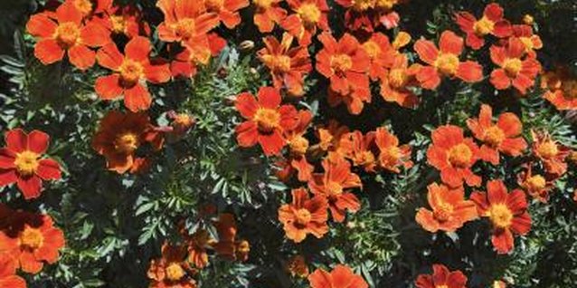 Thinkstock/Comstock/Getty Images Choose a variety of compact shrubs for year-round color.