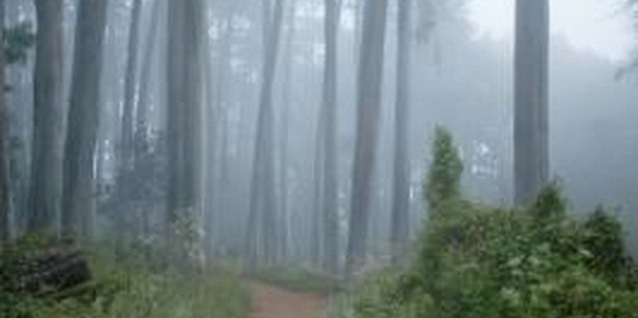 Siri Stafford/Lifesize/Getty Images Cypress trees range from smaller shrubs to tall specimens.