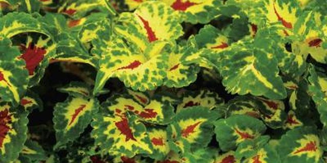 Medioimages/Photodisc/Photodisc/Getty Images Cuttings taken from younger portions of plants root more readily than cuttings from older stems.