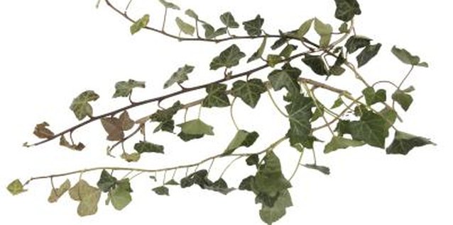 Thomas Northcut/Photodisc/Getty Images You can dig up ivy roots or root a vine stem.
