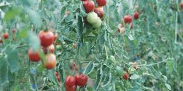 Hemera Technologies/Photos.com/Getty Images Healthy tomato plants with no sign of spider mites.