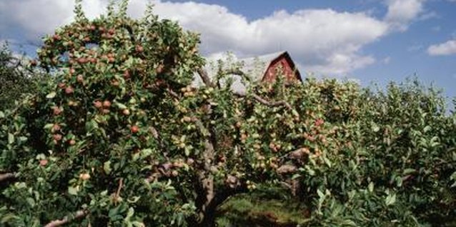 Photos.com/Photos.com/Getty Images Apply herbicide with a paintbrush to avoid overspray on surrounding trees.