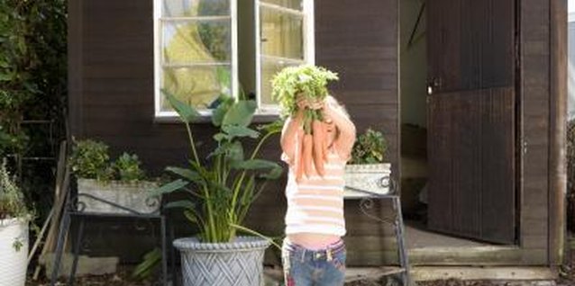 Jupiterimages/Goodshoot/Getty Images Choose short varieties of carrots to grow in containers.