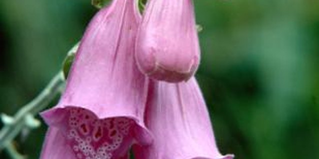 Jupiterimages/Photos.com/Getty Images Bell-shaped foxgloves are biennials.