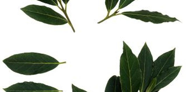 Brand X Pictures/Brand X Pictures/Getty Images All parts of the compact English laurel are toxic if eaten.